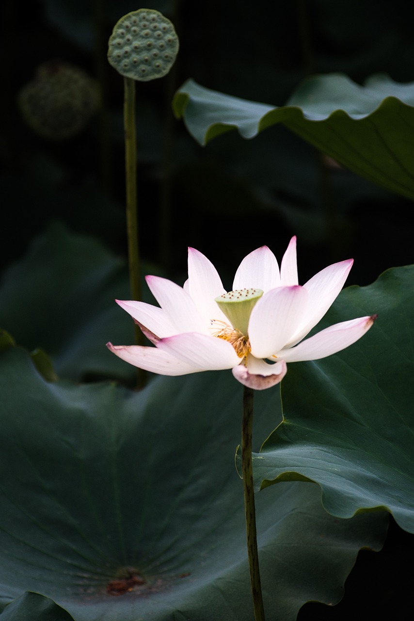 揭秘立夏，走进中国农历二十四节气的季节转换密码