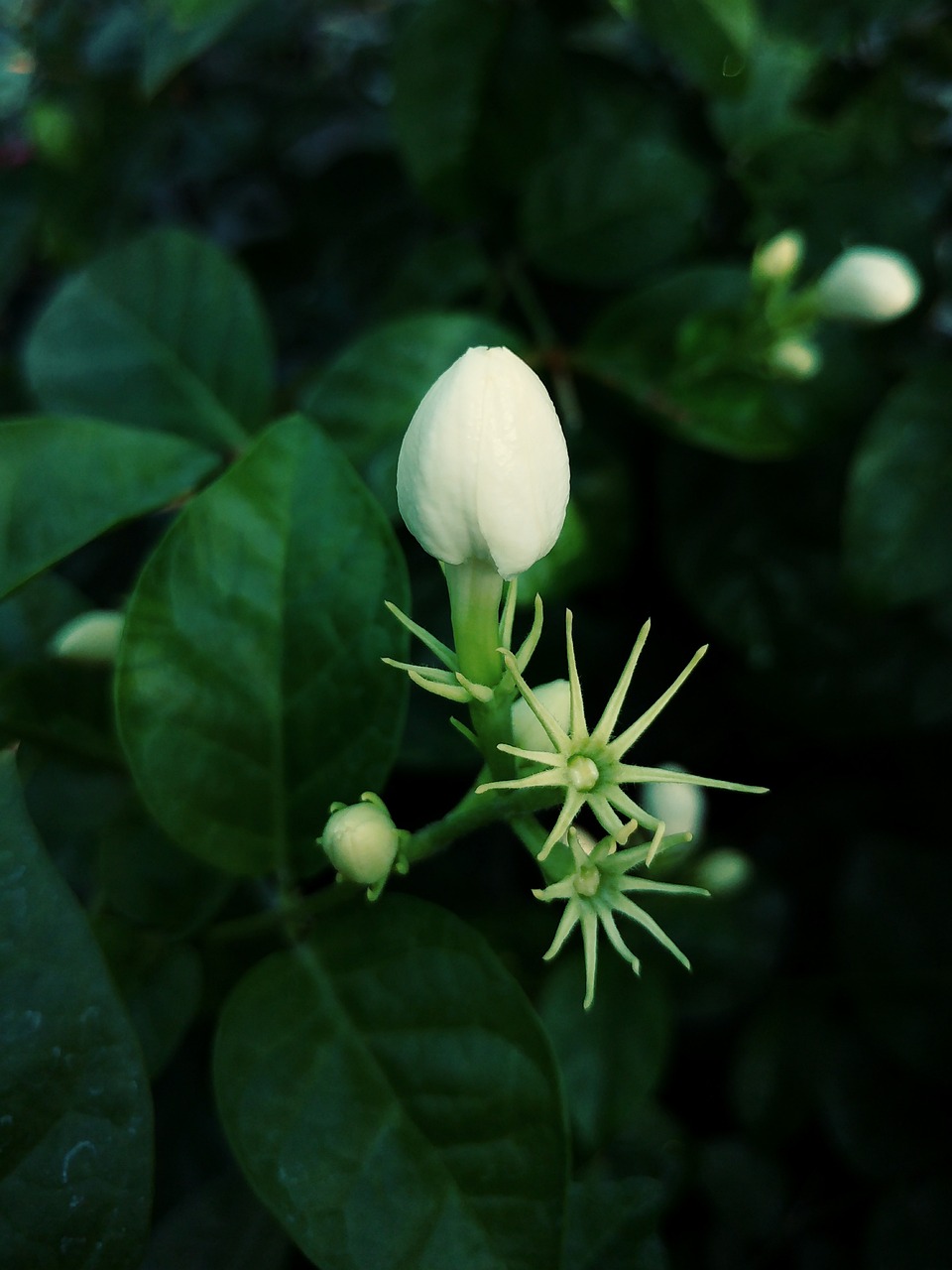 揭秘茉莉花茶的神奇功效，养生保健全方位指南