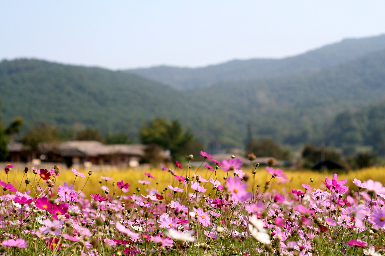 2024年全国赏秋地图出炉，带你领略五彩斑斓的秋季美景