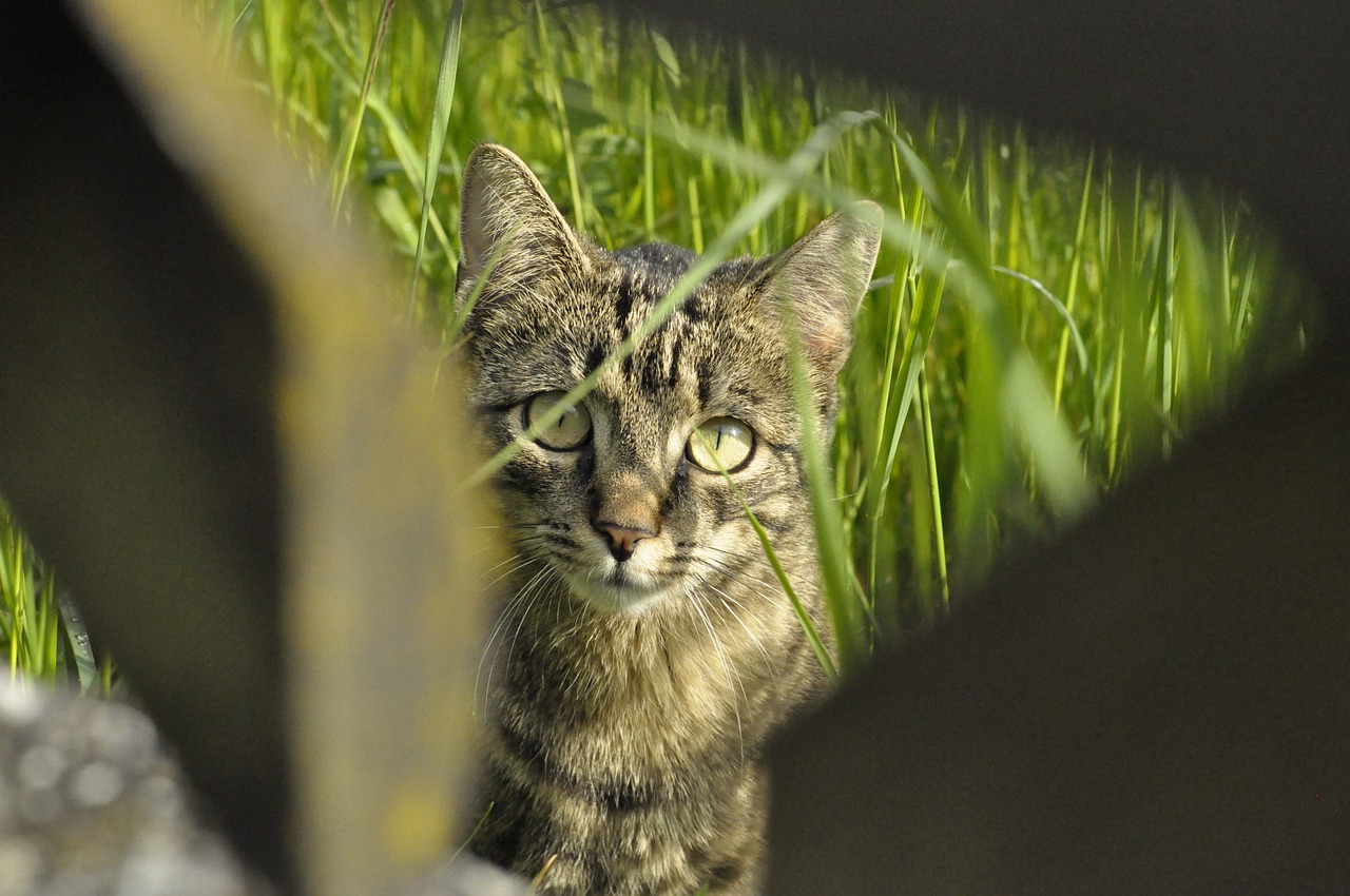 王欣瑜再现猫咪狩猎，本能与技巧的完美结合