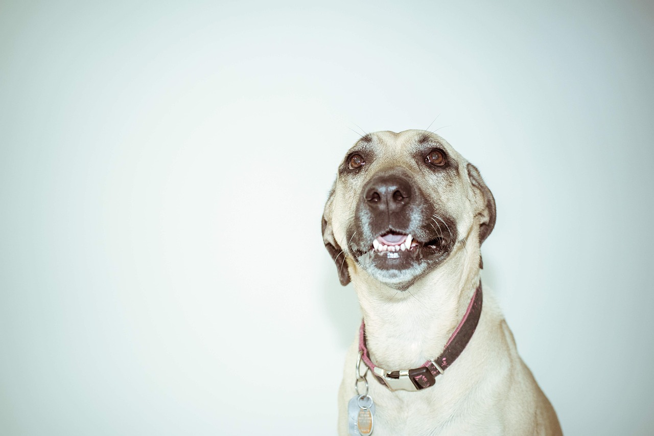 边牧犬的非凡报案之旅，走失后的智慧寻家之路