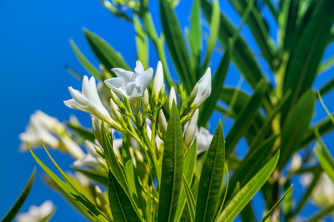 揭秘，栀子花的美与毒——一场植物知识的深度解析