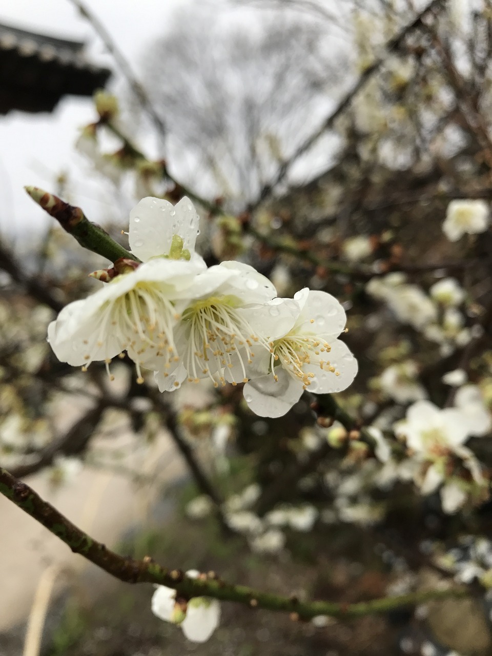 清明时节的桃李盛笑，缅怀与传承的温馨庆典